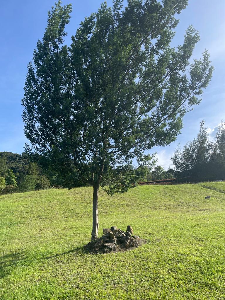 Lote en vía La Ceja