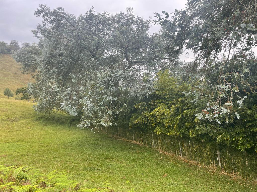 Lote en vereda San Nicolás La Ceja