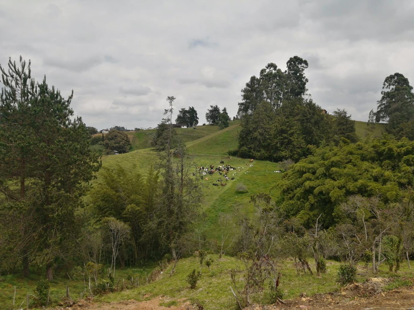 Lote En el carmen de viboral